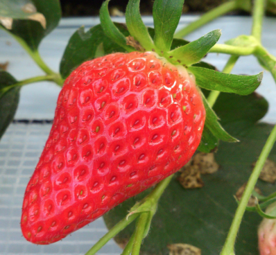 berry4 Gourmet Biz-グルメビズ- berry4
