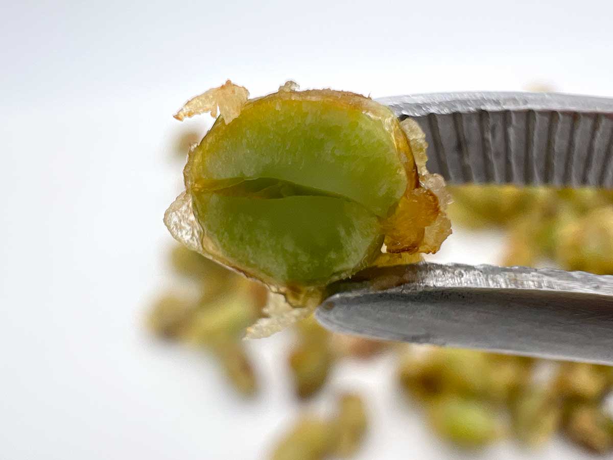 丸亀製麺仙豆風天ぷら