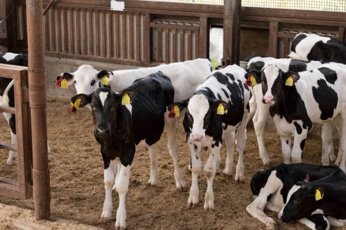 牛カルビ丼の具 ピリ辛しょうゆ味