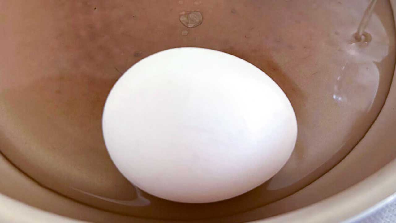26100112 Gourmet Biz-グルメビズ-