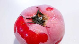26102711 Gourmet Biz-グルメビズ- トマト、だまされたと思ってやってみて「考えた人天才じゃん」「見ているだけでも気持ちいいほど」神ライフハック家族全員大感動